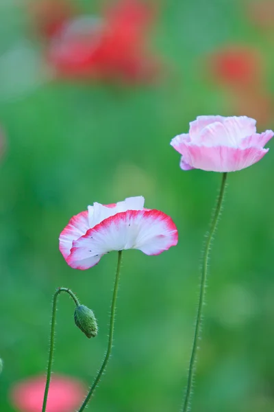 Papaveri — Foto Stock