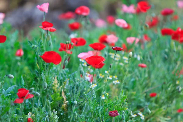 Poppies — Stock Photo, Image