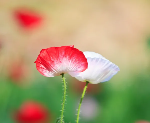 Poppies — Stock Photo, Image