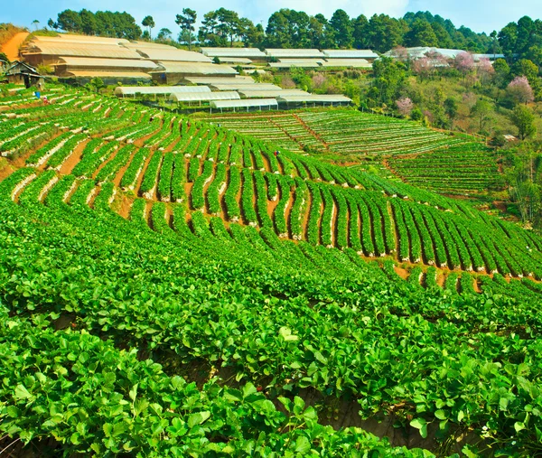 Aardbeien boerderij — Stockfoto