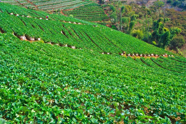 Fattoria delle fragole — Foto Stock