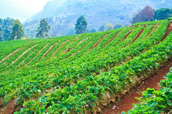 Strawberries farm — Stock Photo, Image