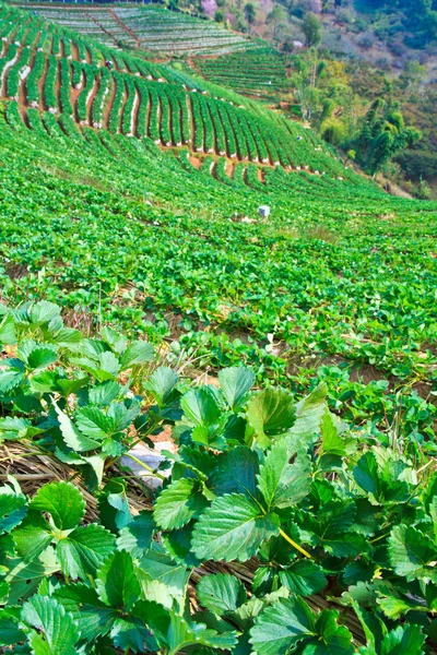 Fattoria delle fragole — Foto Stock