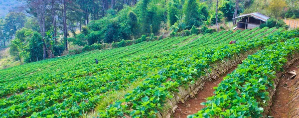 Strawberries farm — Stock Photo, Image