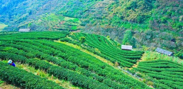 Plantação de chá — Fotografia de Stock