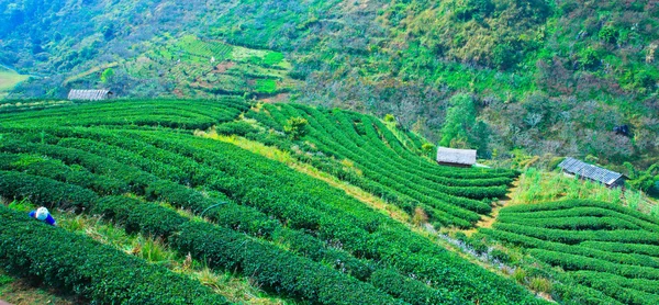 Plantação de chá — Fotografia de Stock