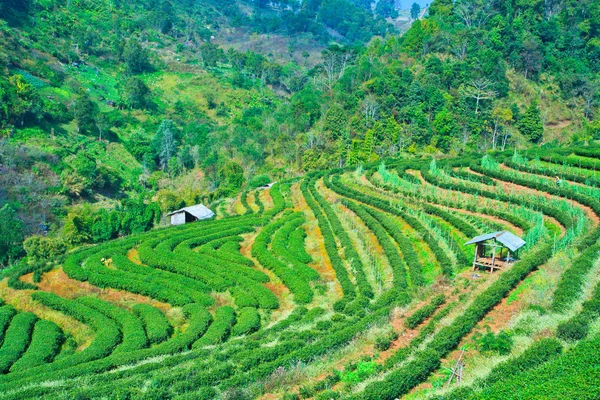 Teeplantage — Stockfoto