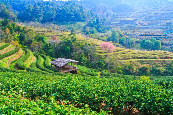 kiraz çiçeği sakura çiçek