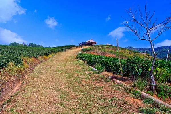 Yol çay plantasyon — Stok fotoğraf