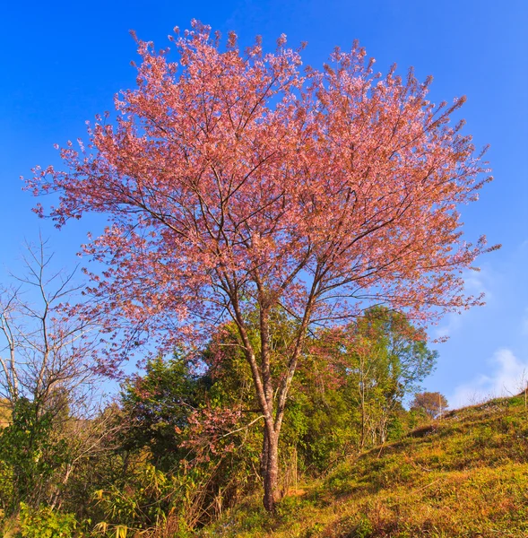 Κεράσι ανθίσει sakura λουλούδι — Φωτογραφία Αρχείου