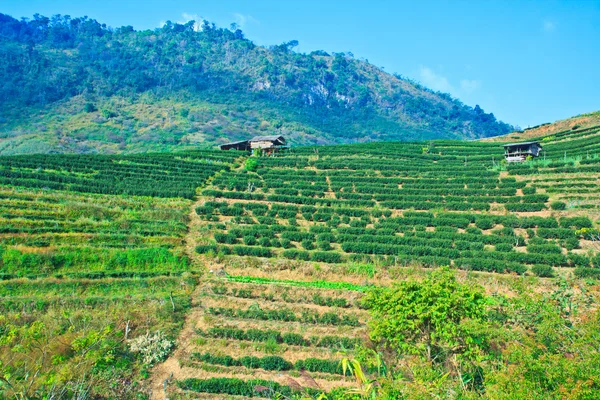 Plantação de chá — Fotografia de Stock