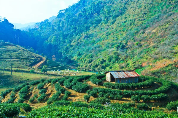 Čajové plantáže — Stock fotografie