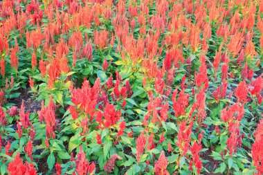 tüylü cockscomb çiçek