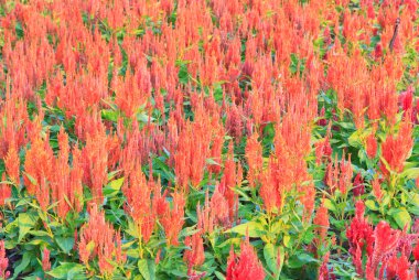 tüylü cockscomb çiçek