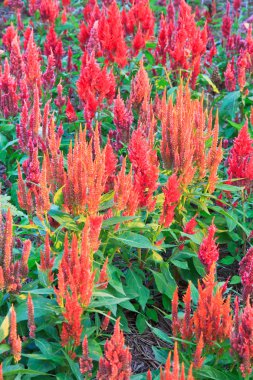 tüylü cockscomb çiçek