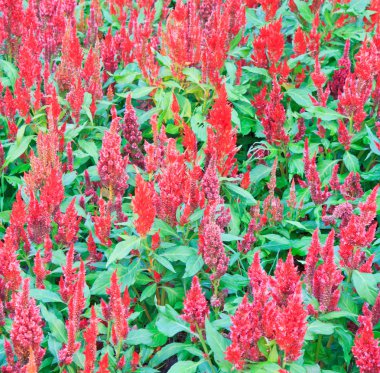 tüylü cockscomb çiçek