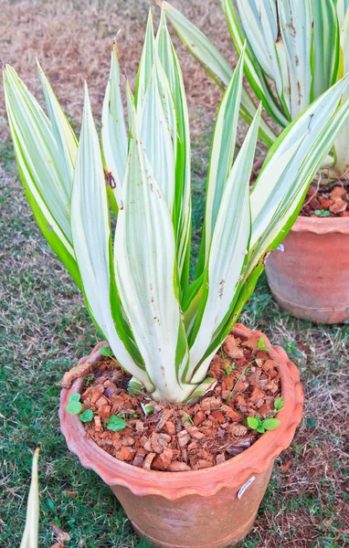 Species of perennials — Stock Photo, Image