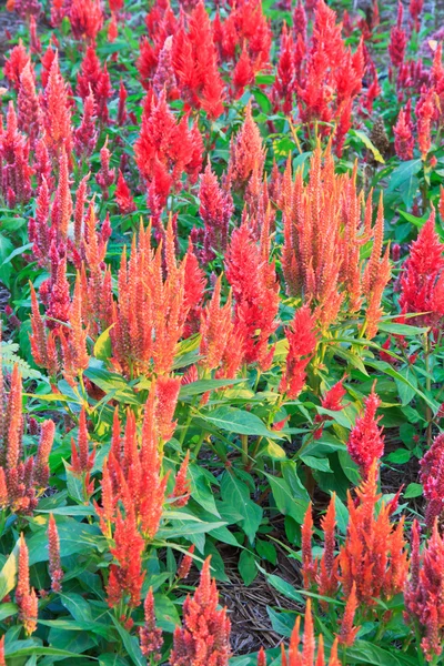 tüylü cockscomb çiçek