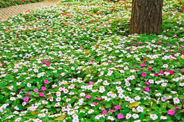 Bos bloemen — Stockfoto