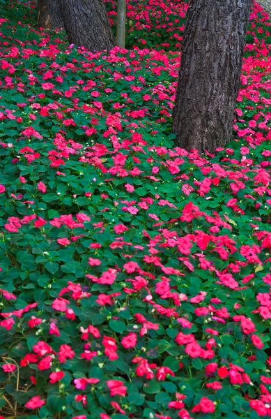 Floresta flores — Fotografia de Stock