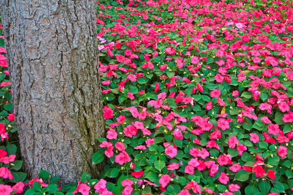 Floresta flores — Fotografia de Stock