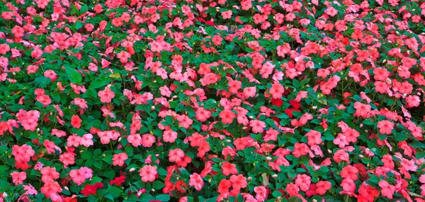 Forest flowers — Stock Photo, Image