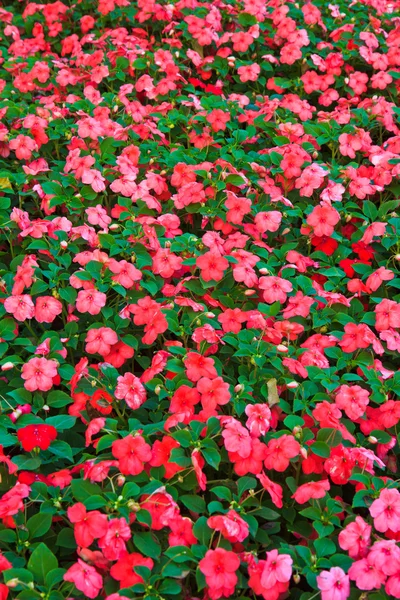 Forest flowers — Stock Photo, Image