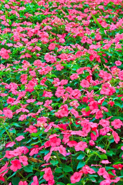 Forest flowers — Stock Photo, Image