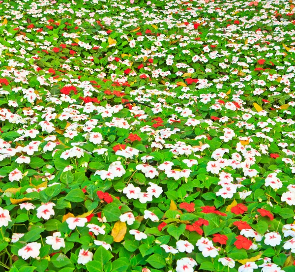 Lesní květiny — Stock fotografie