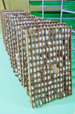 ipekböceği grup yuva koza