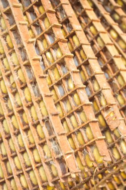 ipekböceği grup yuva koza