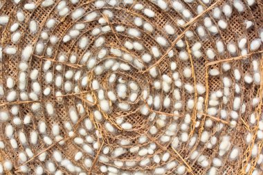 ipekböceği grup yuva koza