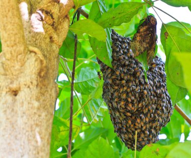 Bal arısı sürüsü
