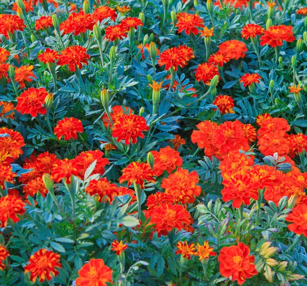 Marigold — Stock Photo, Image