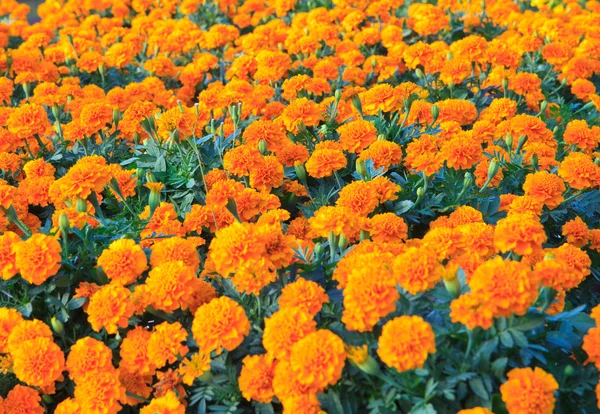 Marigold — Stockfoto