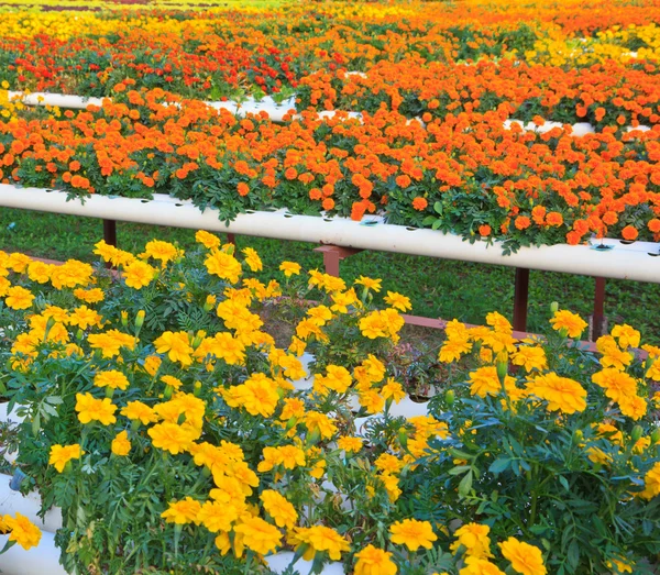 Goudsbloem — Stockfoto