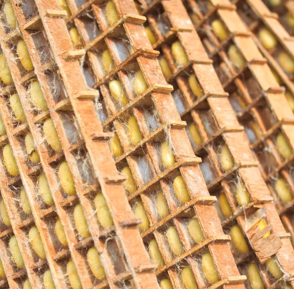 Groupe de nids de vers à soie — Photo