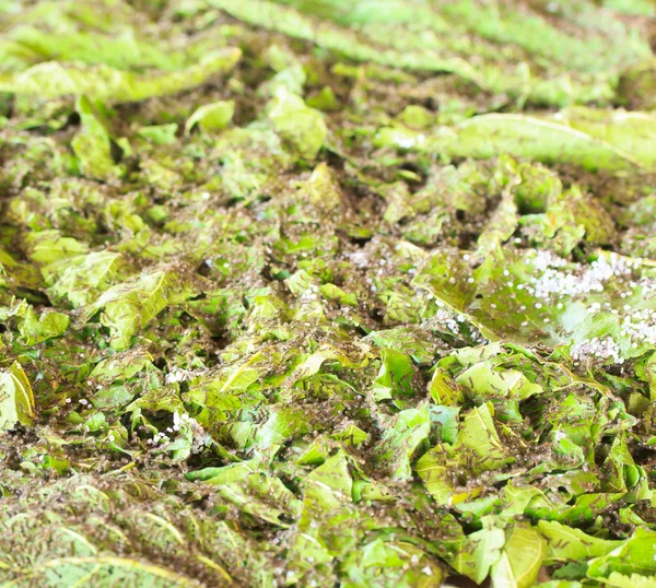 Gusanos de seda comiendo hojas de morera — Foto de Stock