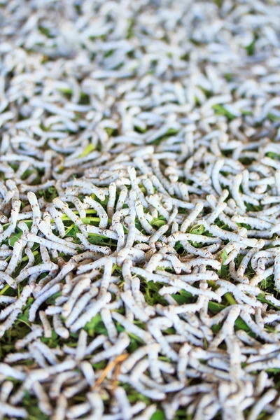 Bichos-da-seda comendo folha de amoreira — Fotografia de Stock