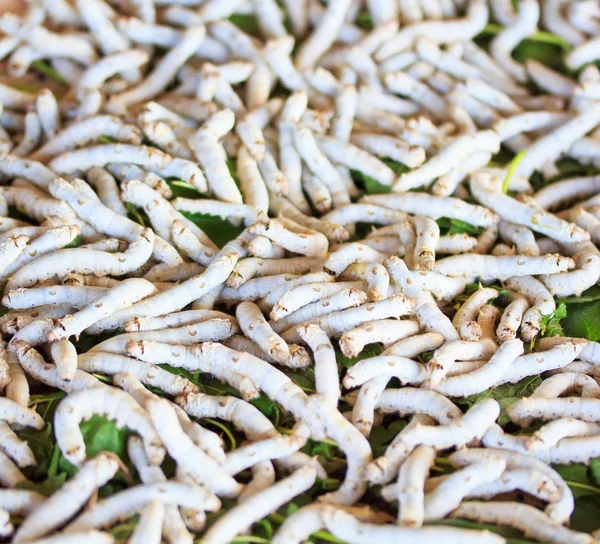 Gusanos de seda comiendo hojas de morera — Foto de Stock