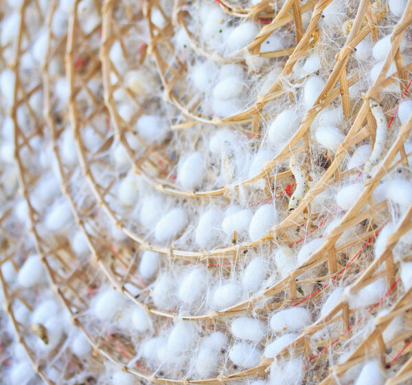 Группа коконов шелкопрядов
