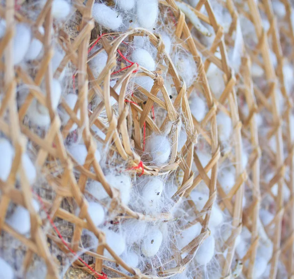 Grupo de nidos de capullos de gusano de seda — Foto de Stock