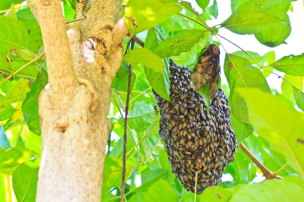 Honeybee swarm — Stock Photo, Image