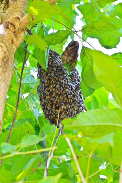 蜜蜂群 — 图库照片