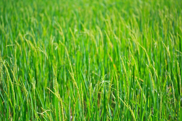 Planta de arroz — Fotografia de Stock