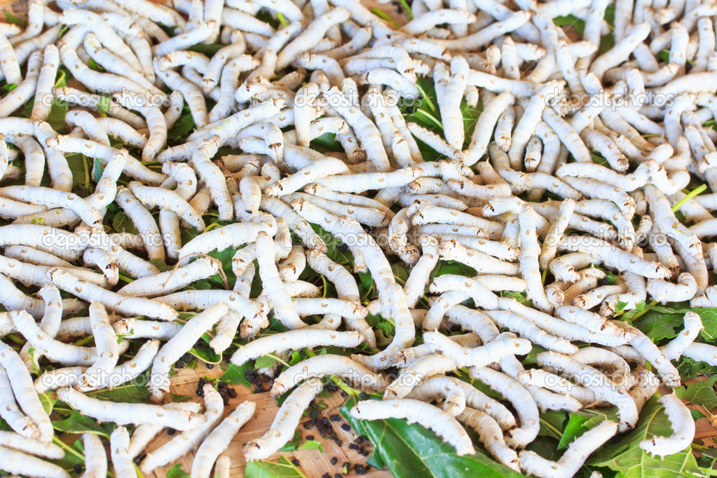Silkworms eating mulberry leaf