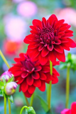 kırmızı yıldız çiçeği