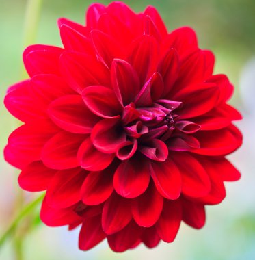 kırmızı yıldız çiçeği