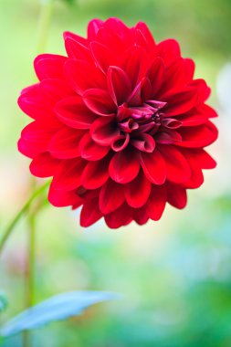 kırmızı yıldız çiçeği