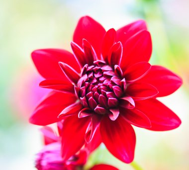 kırmızı yıldız çiçeği